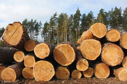 2018年张家港木材交易量迅速萎缩,价格跌入冰点