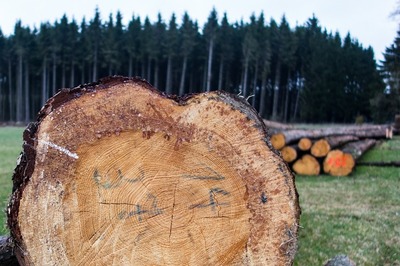 木, 木材, 林业工人, 柴, 蓄积量, 木材业, 株, 热, 树